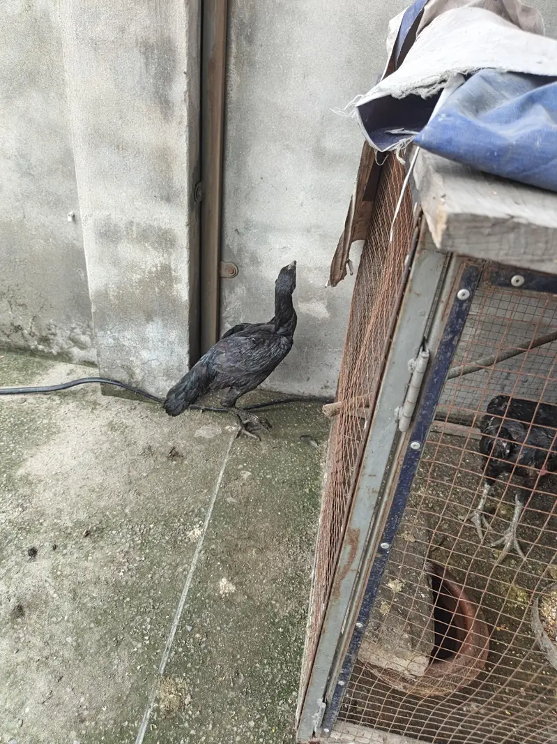 thai aseel — photo 3