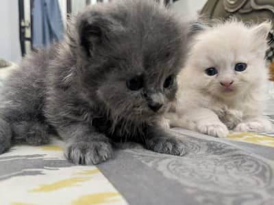 Cute Persian cat