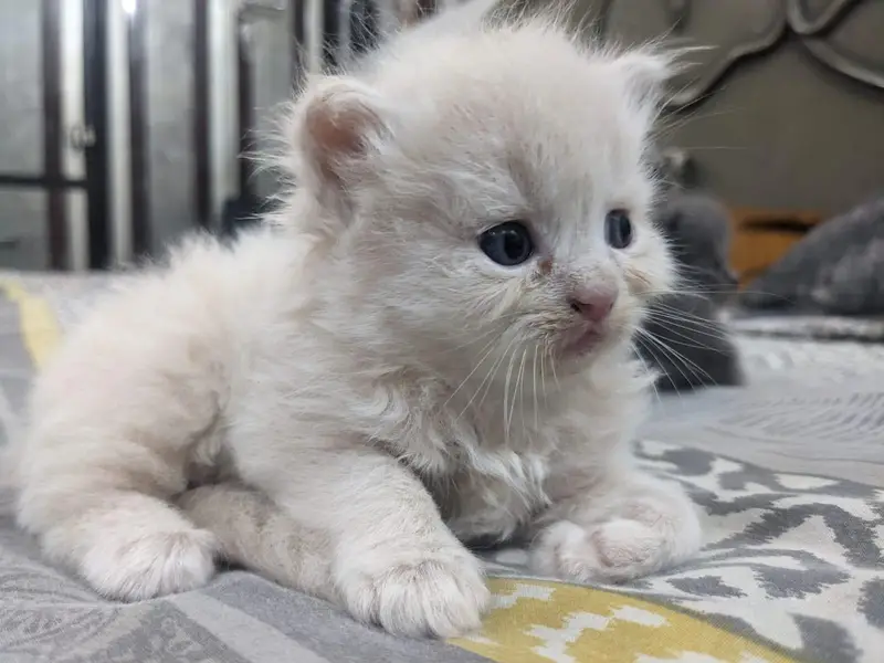 Cute Persian cat — photo 2
