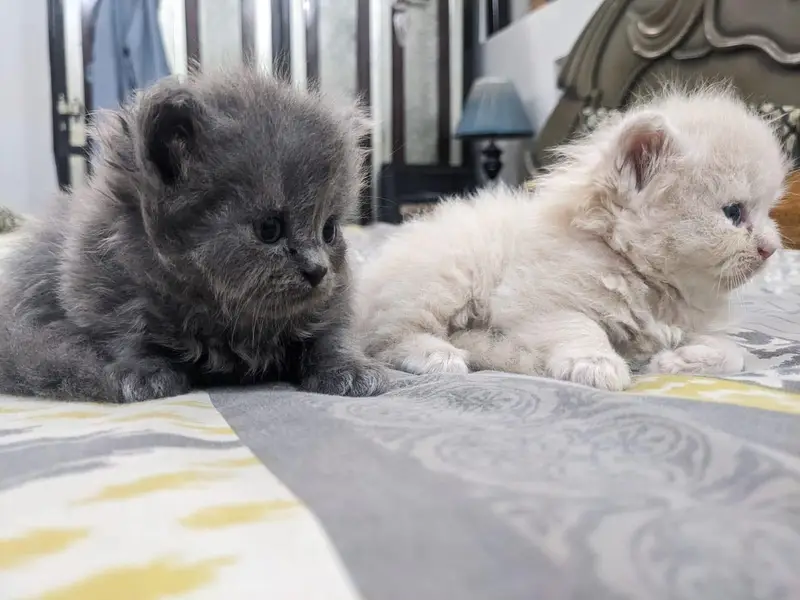 Cute Persian cat — photo 3