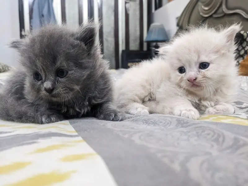 Cute Persian cat — photo 4