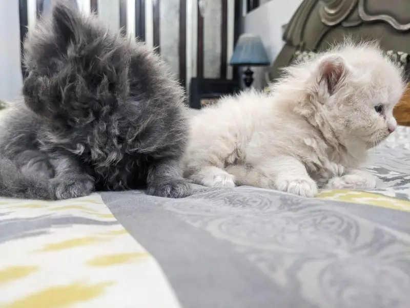 Cute Persian cat — photo 5
