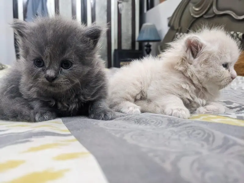 Cute Persian cat — photo 6
