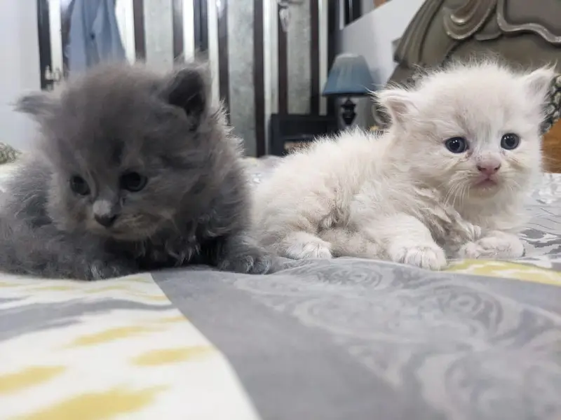 Cute Persian cat — photo 7