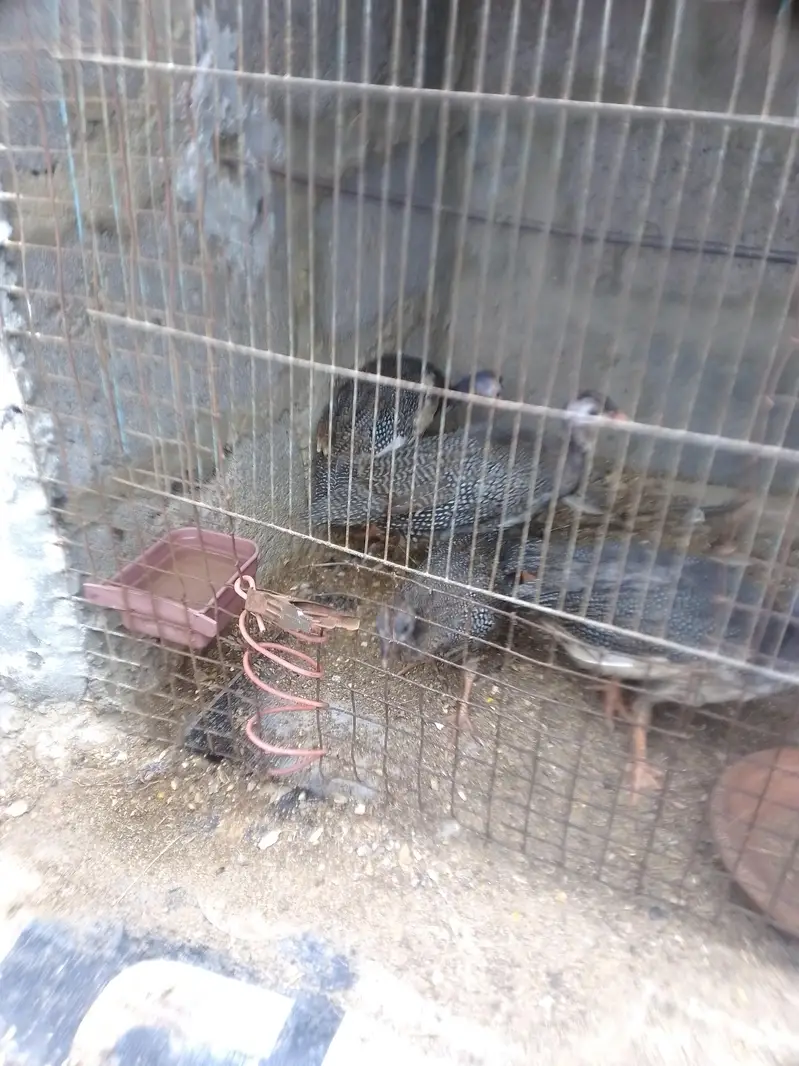 chinnes hen — photo 2