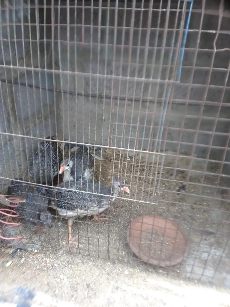chinnes hen — photo 3