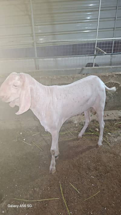 ajan Puri Breeder