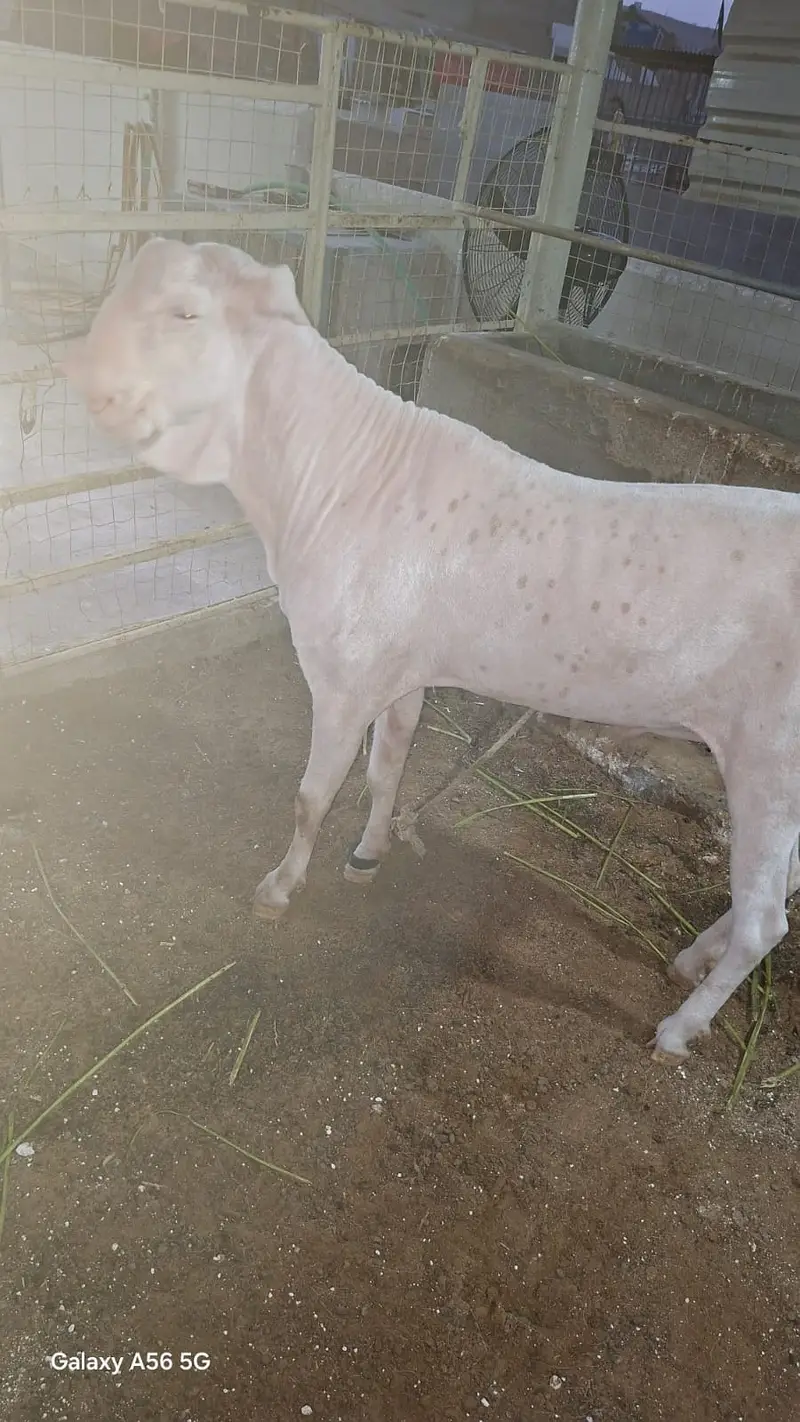 Rajan Puri Breeder — photo 2