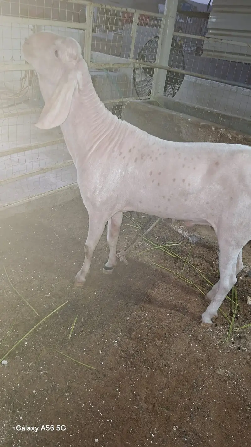 Rajan Puri Breeder — photo 3