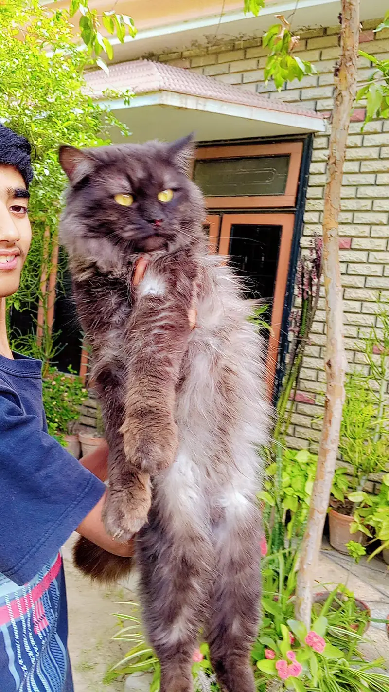 2 Beautiful Persian Male Cats For Sale — photo 2