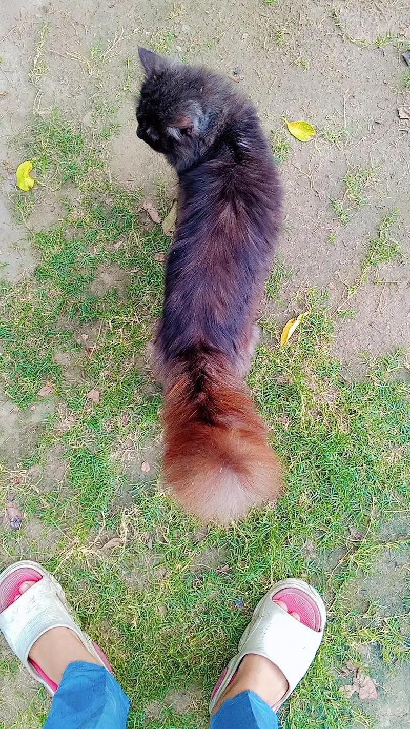 2 Beautiful Persian Male Cats For Sale — photo 3