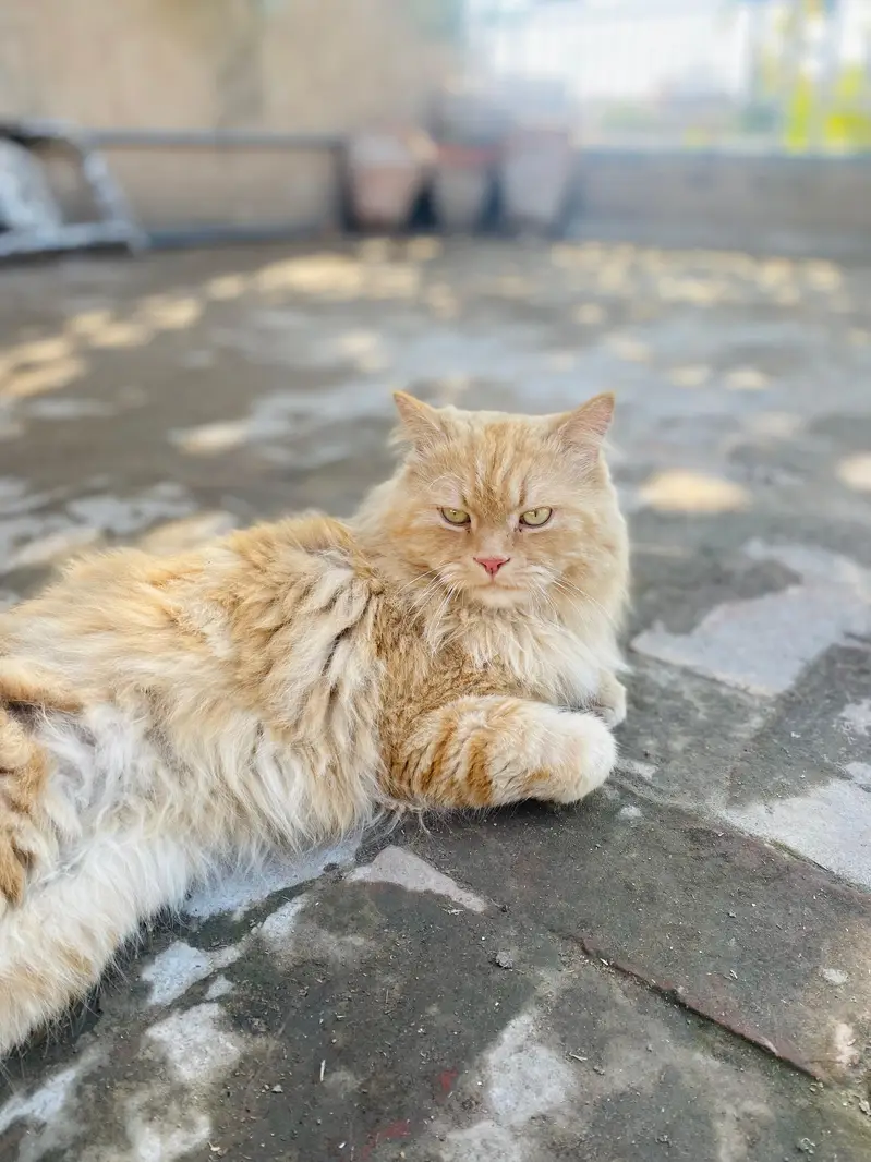 2 Beautiful Persian Male Cats For Sale — photo 4