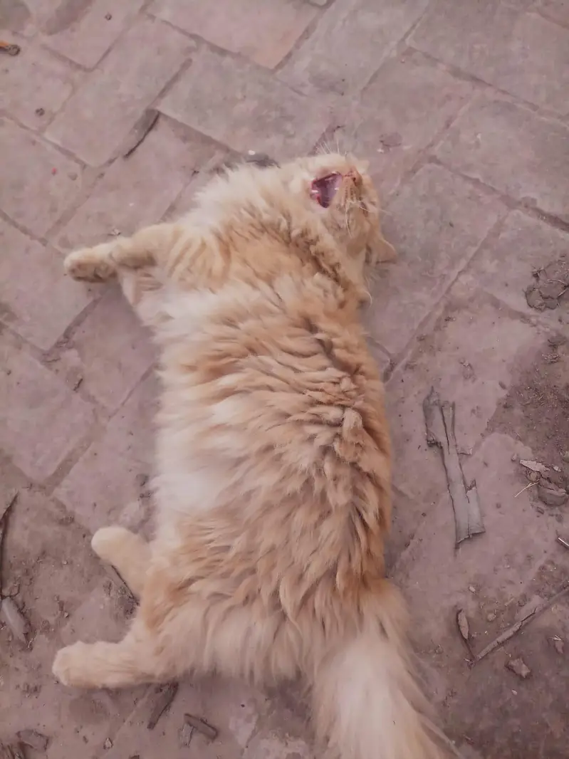 2 Beautiful Persian Male Cats For Sale — photo 5
