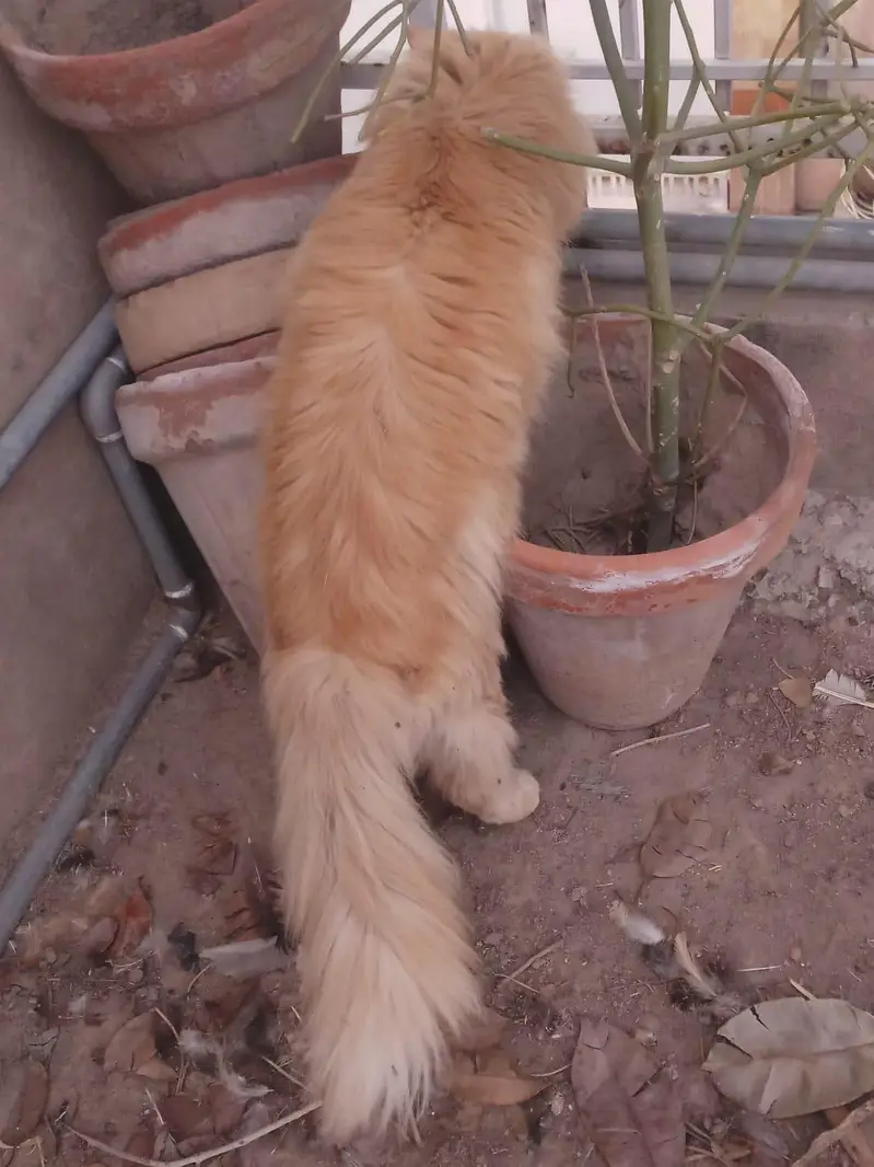 2 Beautiful Persian Male Cats For Sale — photo 6