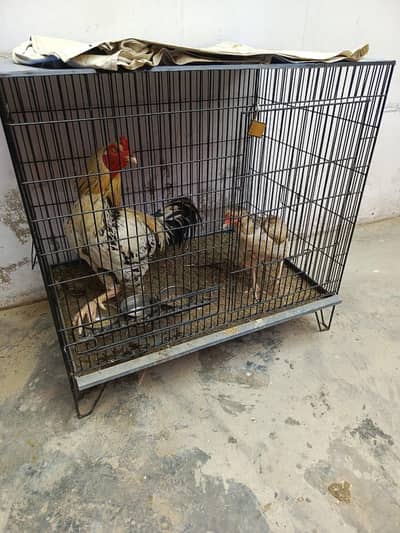 Aseel hai dono or Desi murgi hai