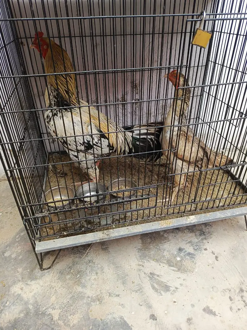 Aseel hai dono or Desi murgi hai — photo 2