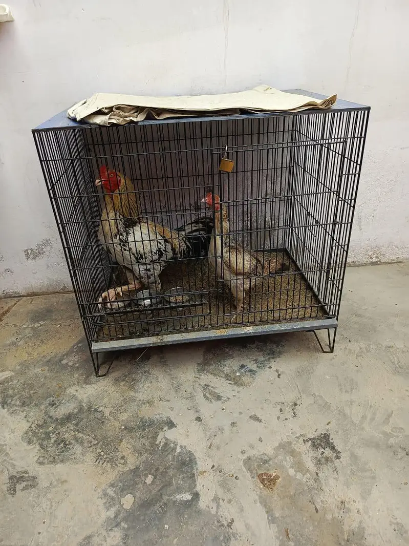 Aseel hai dono or Desi murgi hai — photo 3