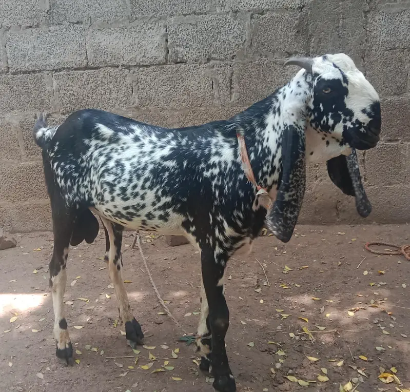 baredr — photo 2