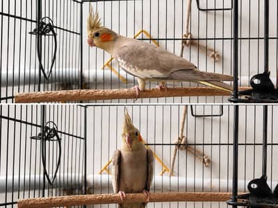 Cockatiels For Sale (Read Description)