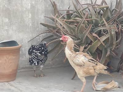 Aseel best hens for sell jawab. only trusted Buyer contact karen