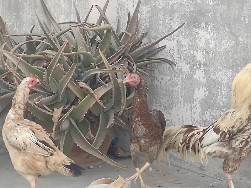 Aseel best hens for sell jawab. only trusted Buyer contact karen — photo 2