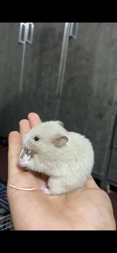 Hamster