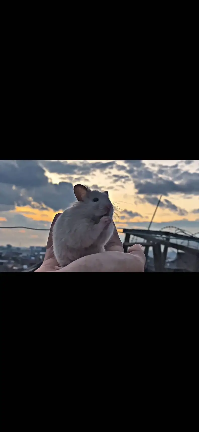 Hamster — photo 2