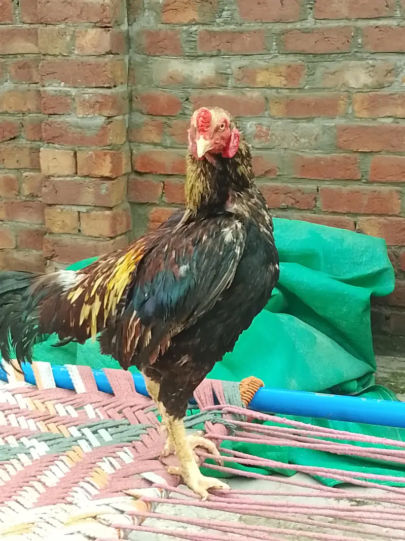 aseel murga — photo 2