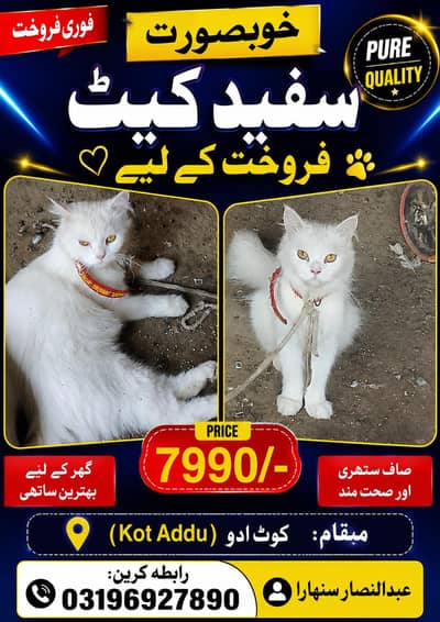 Cat for Sale
