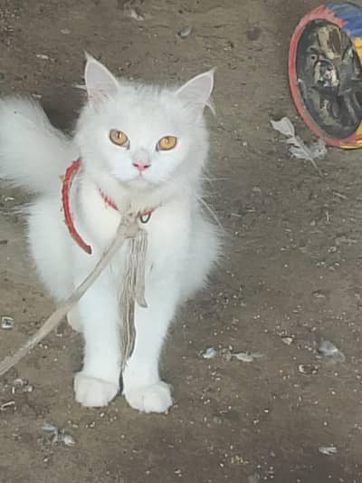 Cat for Sale