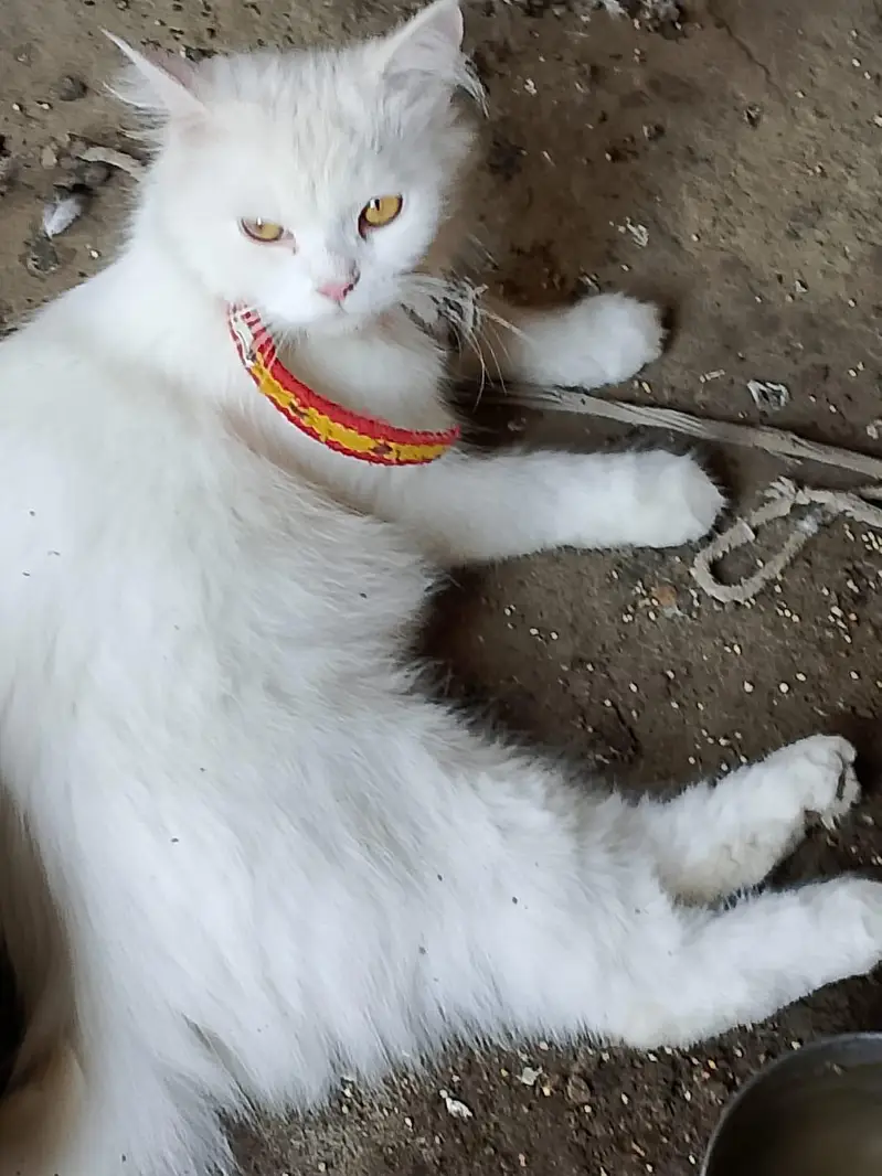 Cat for Sale — photo 2