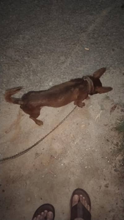 Yung male Chihuahua breed for sail