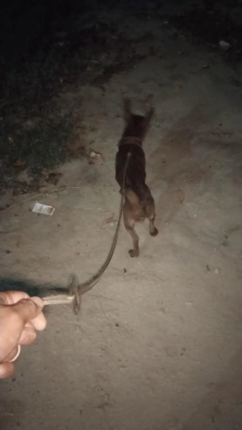 Yung male Chihuahua breed for sail — photo 3