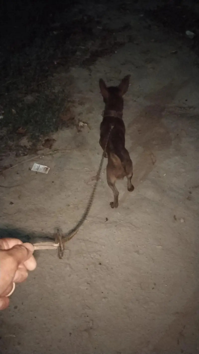 Yung male Chihuahua breed for sail — photo 4