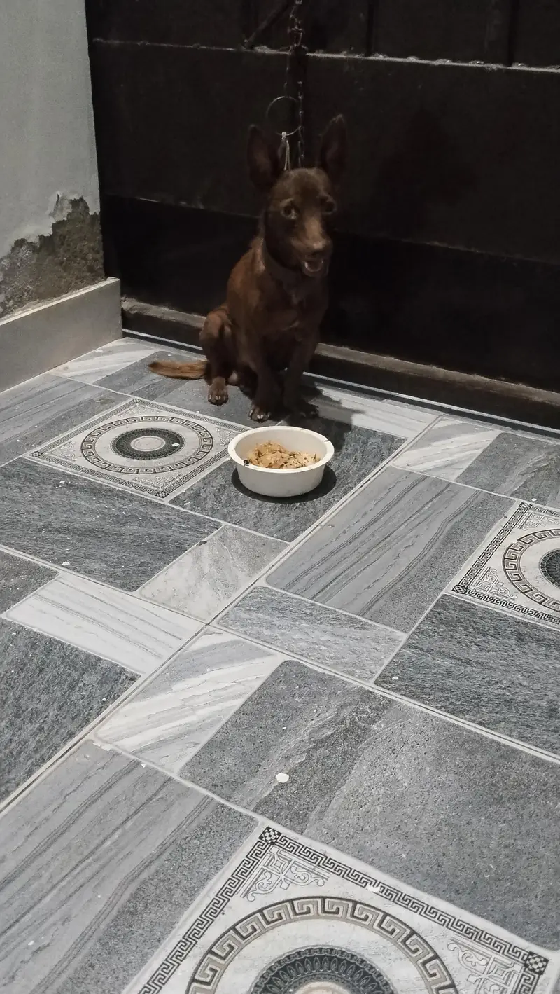 Yung male Chihuahua breed for sail — photo 7