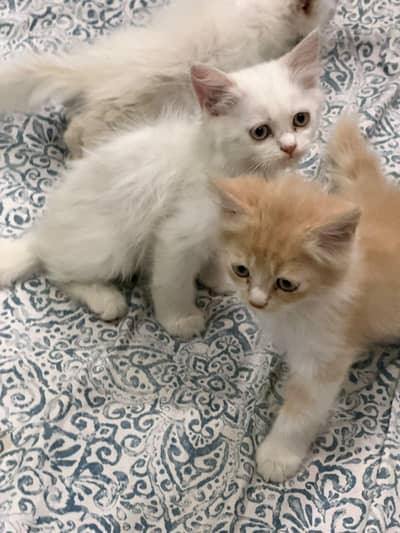 Persian kittens for sale