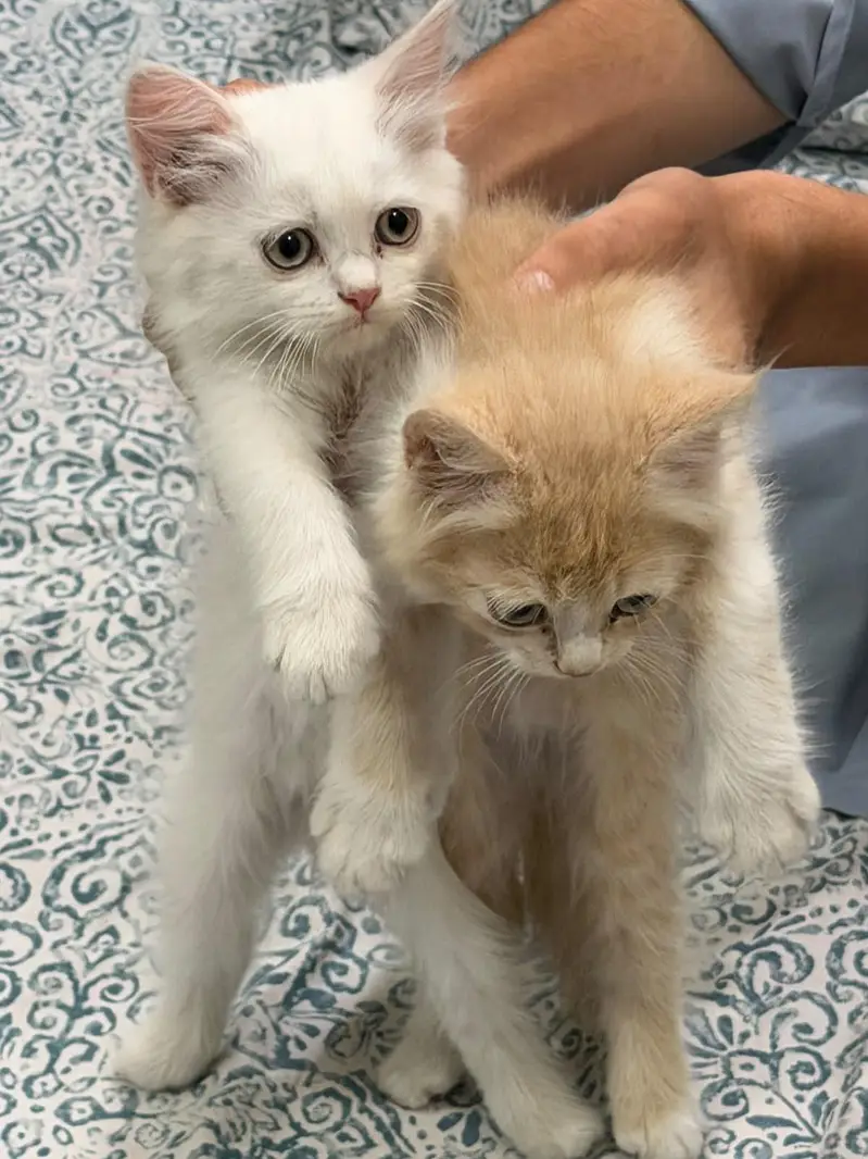 Persian kittens for sale — photo 2