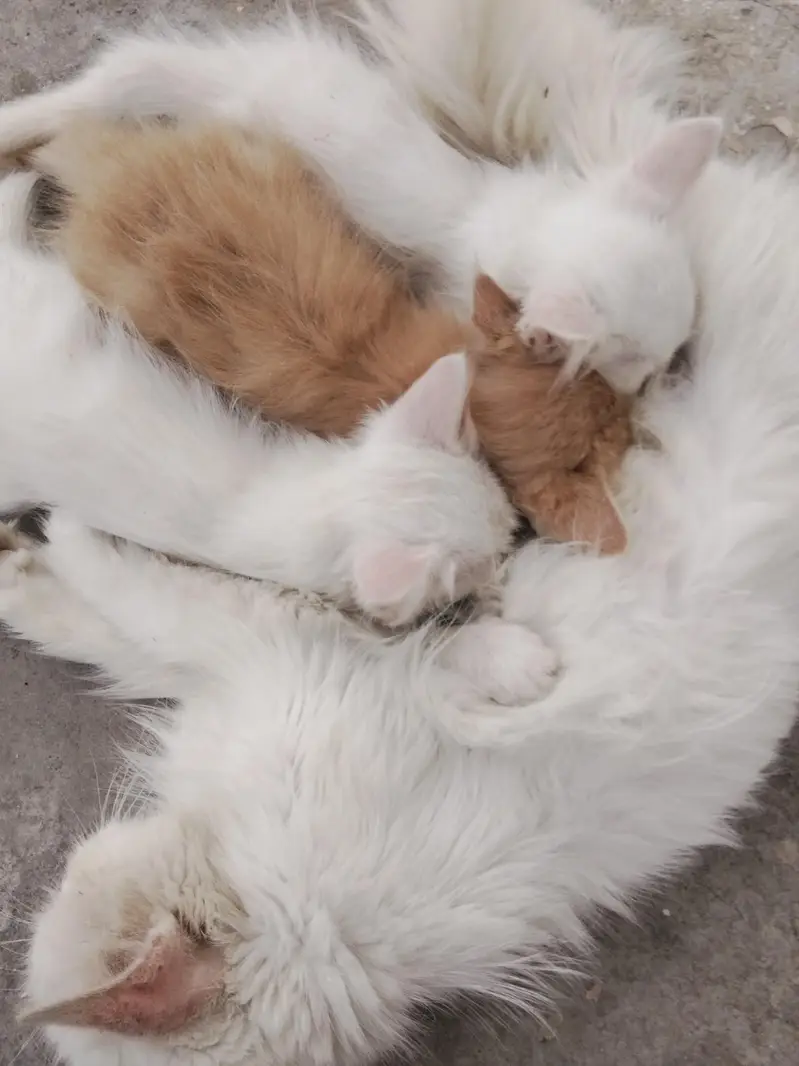 Persian kittens for sale — photo 3