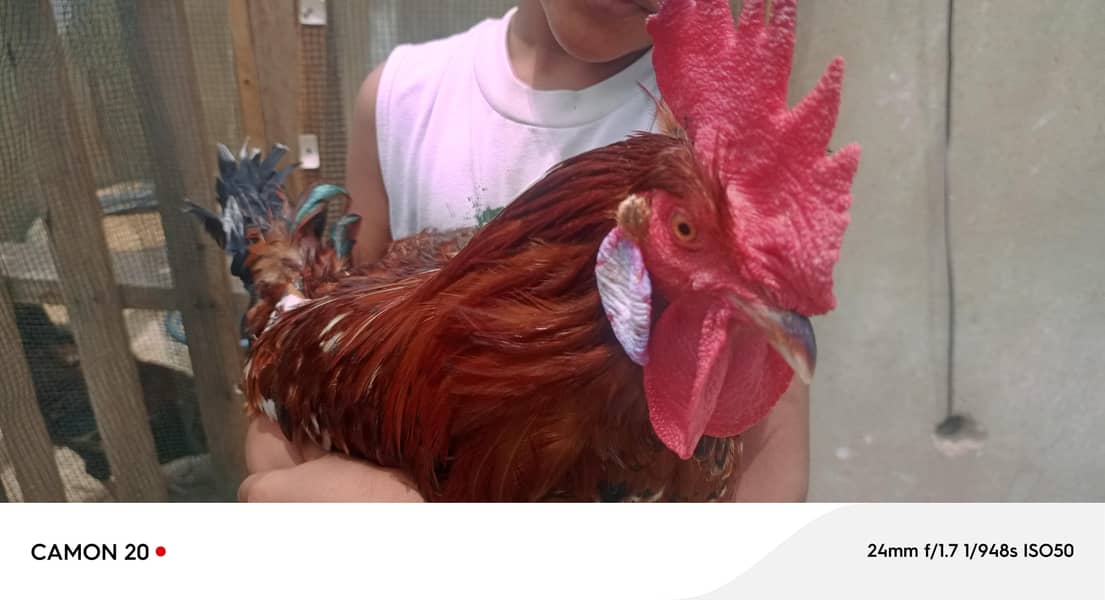 desi rooster 0