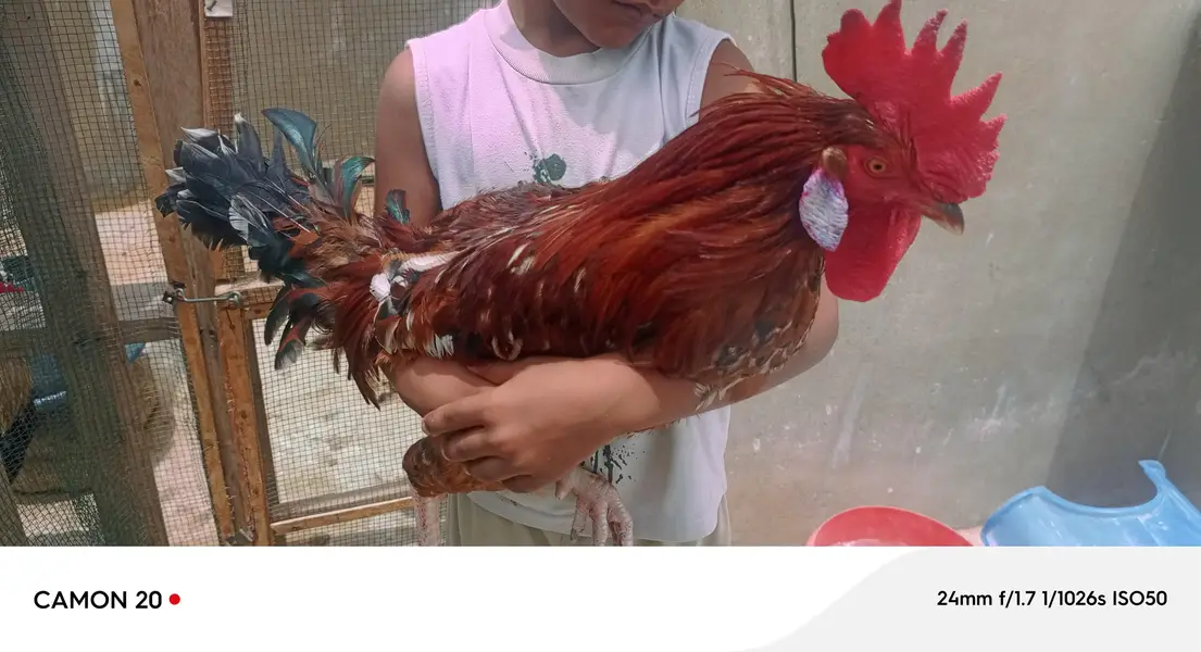 desi rooster — photo 2