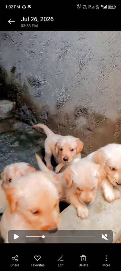 Golden Retriever Puppies / Golden Retriever male , female for sale