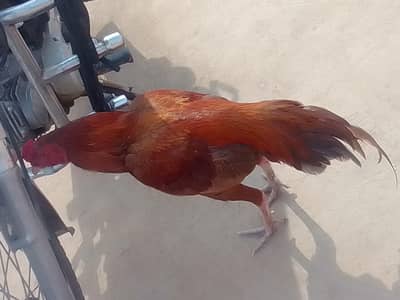 aseel for sale