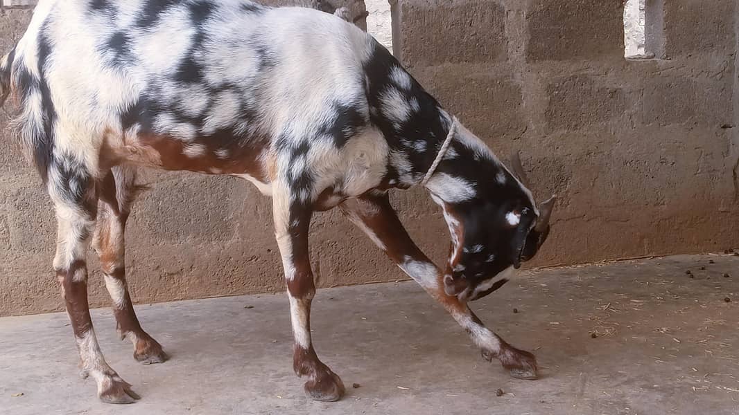samroti 1
