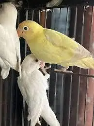 Rs 800 ka 1 pcs,  1500 ke 2 pcs Lovebirds — photo 2