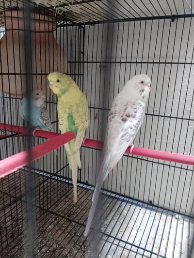 king red eye and normal bugies