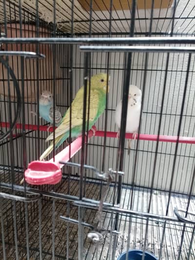 king red eye and normal bugies