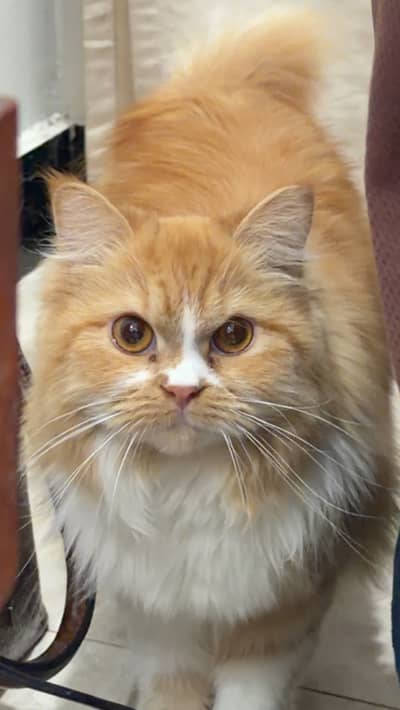 Persian Female Cat
