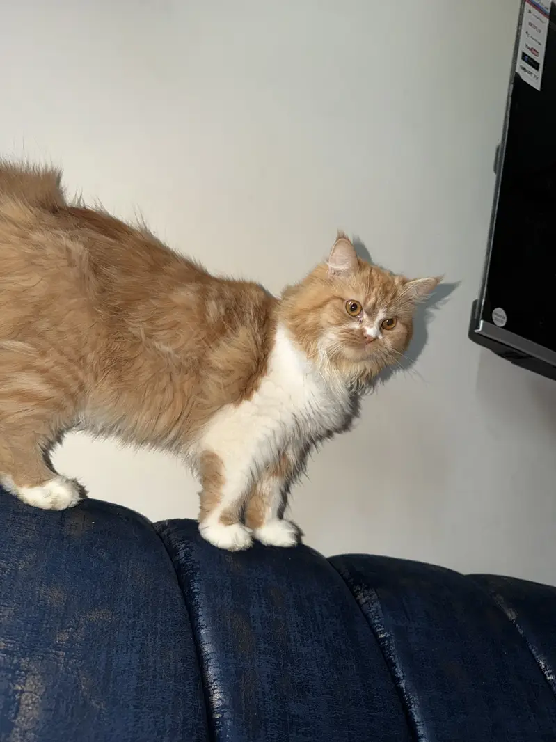 Persian Female Cat — photo 2