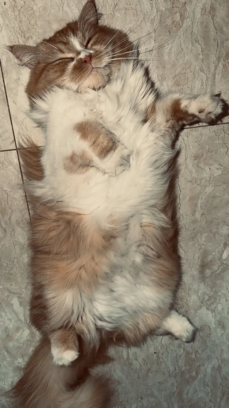 Persian Female Cat — photo 3