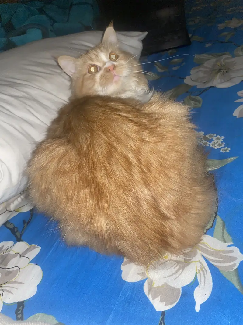 Persian Female Cat — photo 4